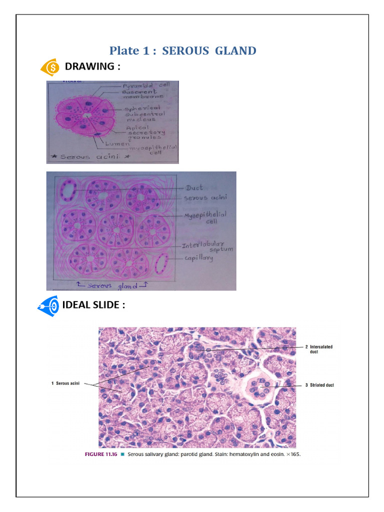 Histological Tissue Identification Guide | PDF | Epithelium | Stomach