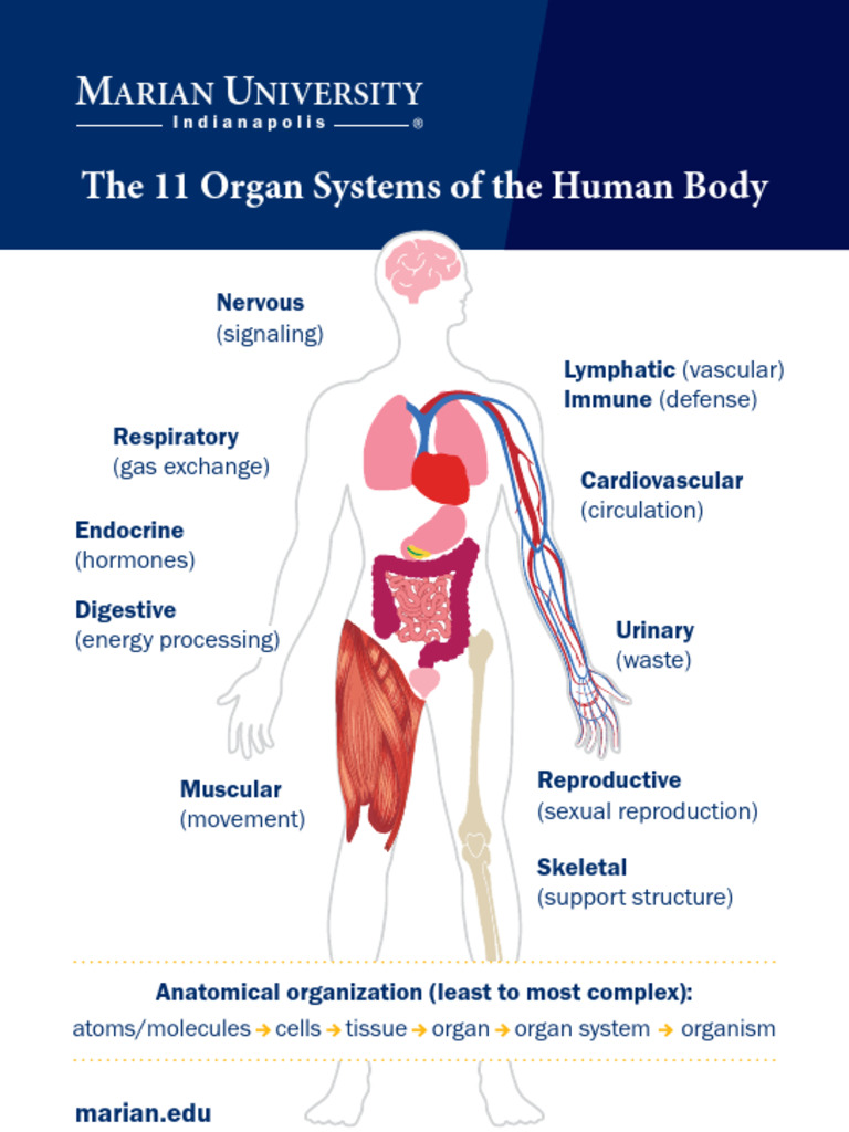 The 11 Organ Systems of the Human Body | PDF