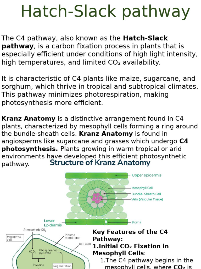 Understanding the Hatch-Slack Pathway | PDF | Photosynthesis | Stoma