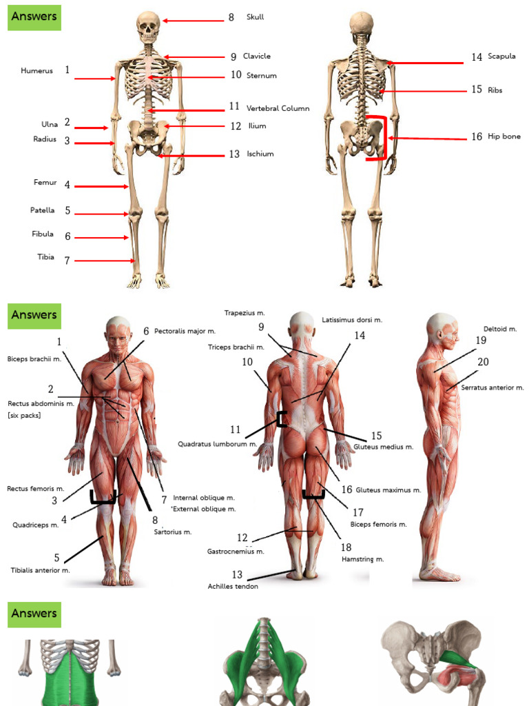 Human Skeletal and Muscle Anatomy Guide | PDF
