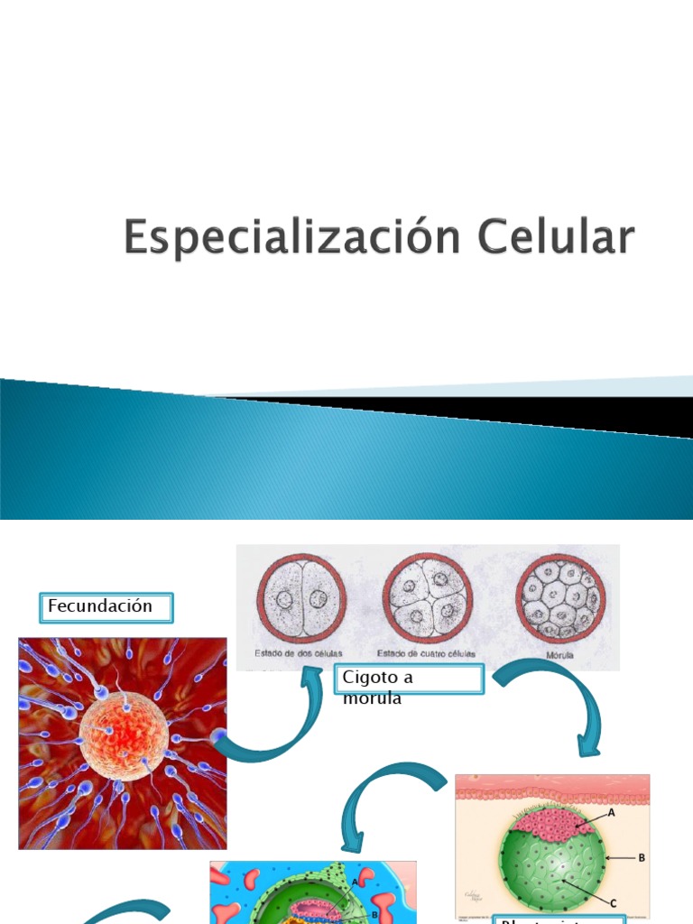 Especializacion Celular