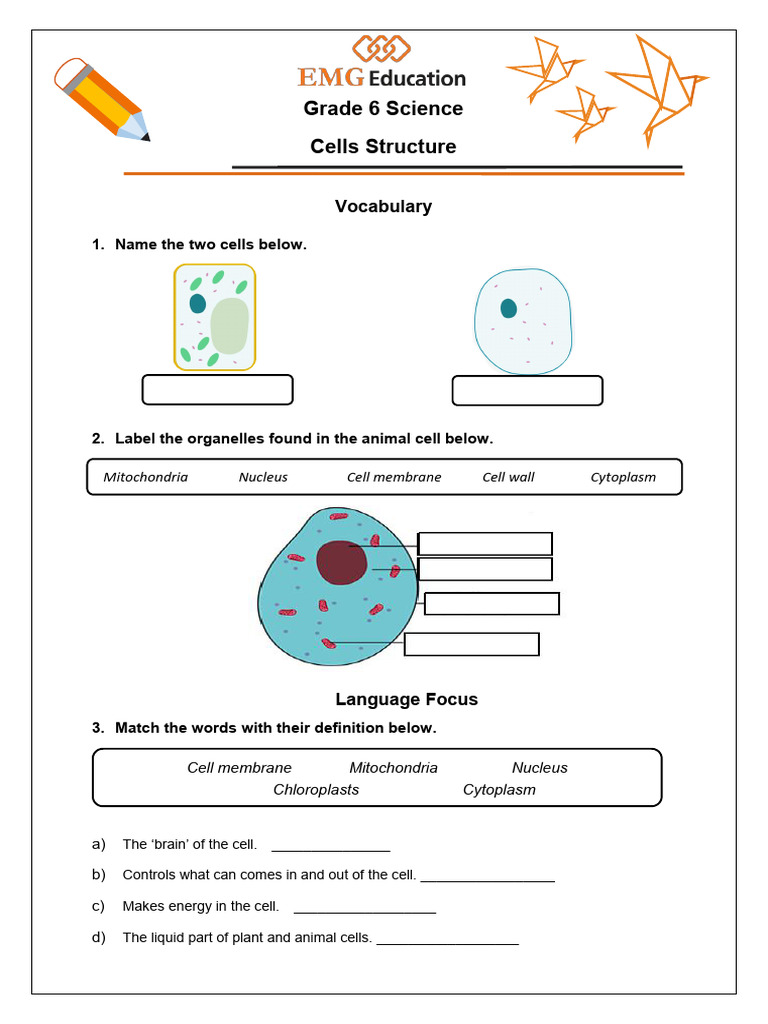 Grade 6 Cell Structure Vocabulary Guide | PDF