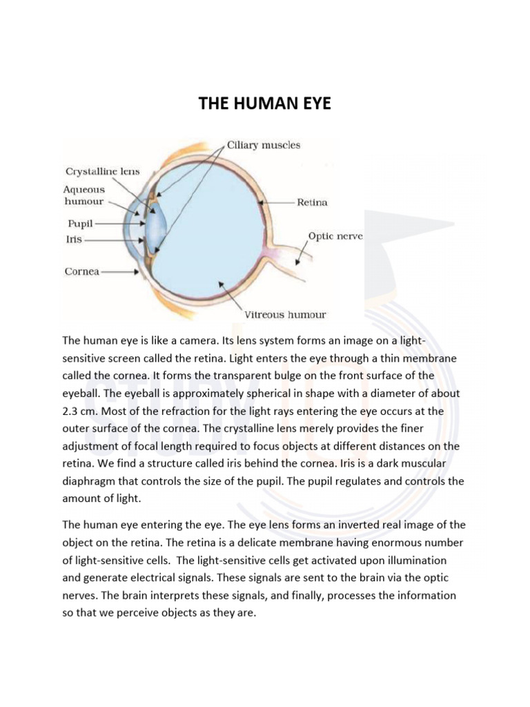 Anatomy and Function of the Human Eye | PDF | Eye | Human Eye