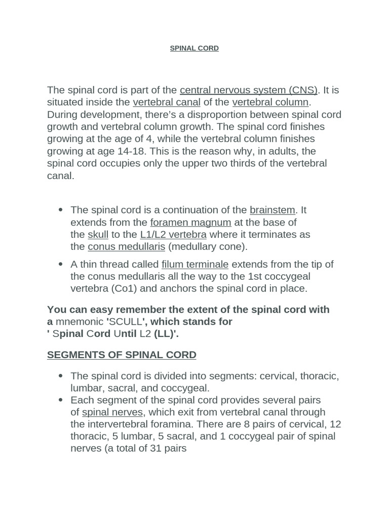 Anatomy and Function of the Spinal Cord | PDF | Spinal Cord | Vertebra