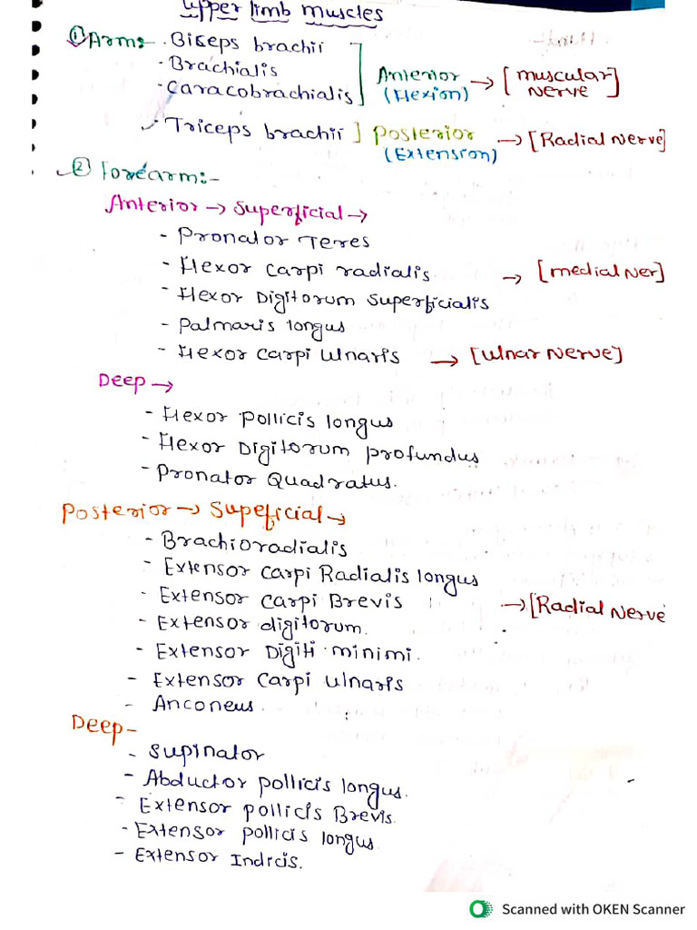Upper Limb All Muscles (Fast Revision Notes) | PDF