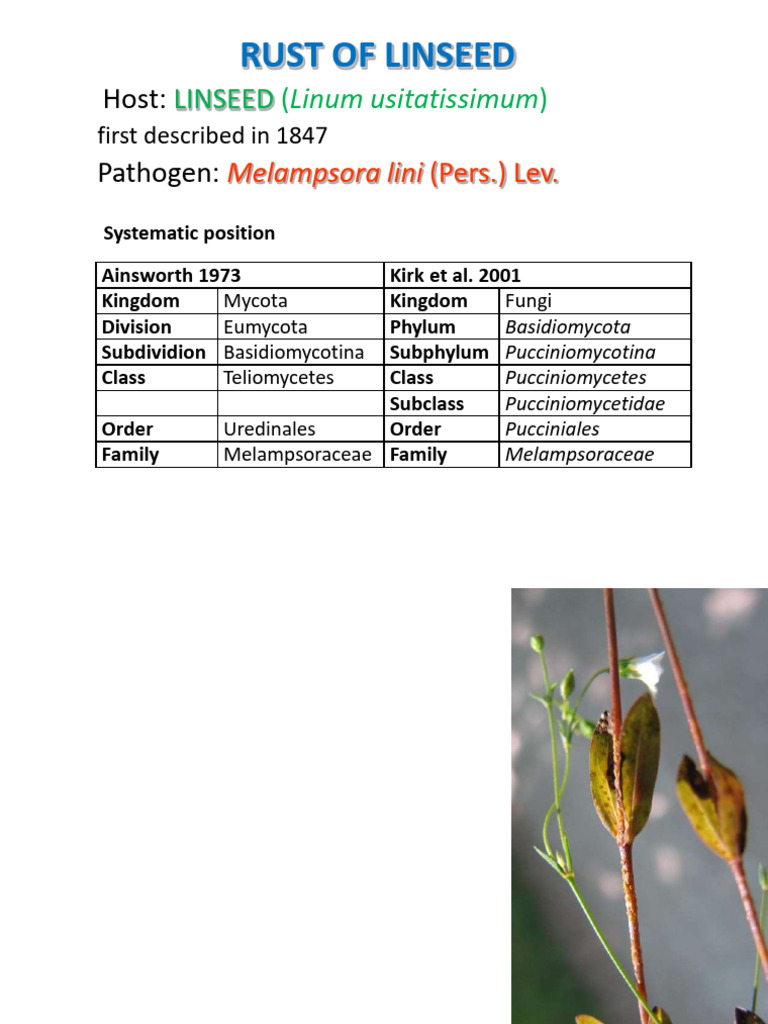 Linseed Rust Disease Overview | PDF | Biology | Plants