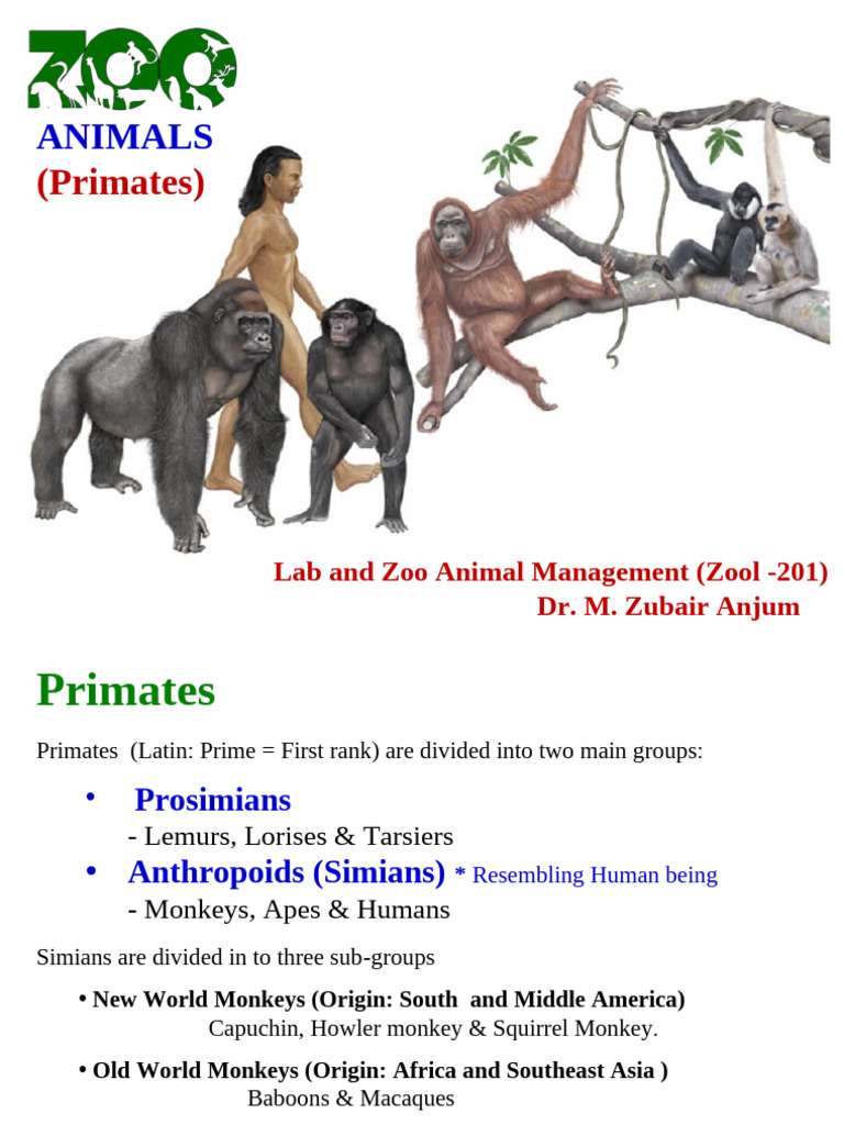 Zoo Animals (Primates & Others) | PDF | Monkey | Ape