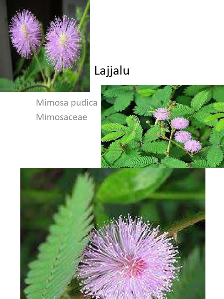 54 Lajjalu | PDF
