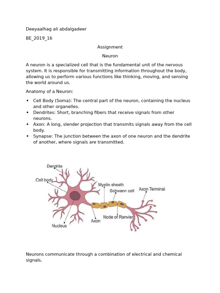 Understanding Neurons: Structure & Function | PDF