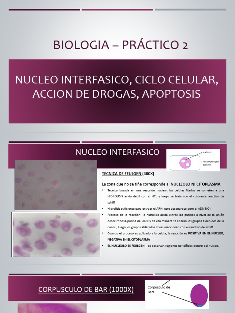 Ciclo Celular y Efectos de Drogas en Células | PDF | Mitosis | Nucleo ...