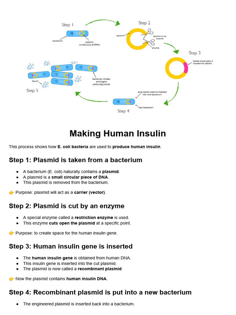 Producing Human Insulin with E. coli | PDF