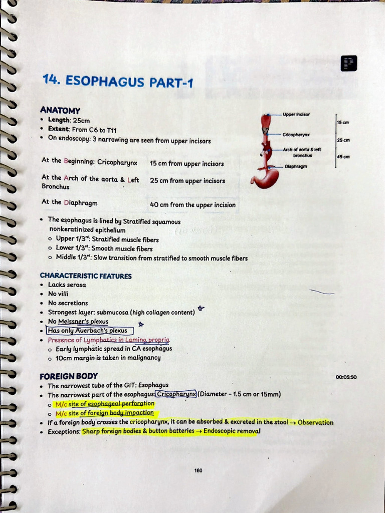 Esophagus | PDF