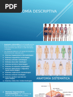 Esquema Completo de Anatomía Humana | PDF