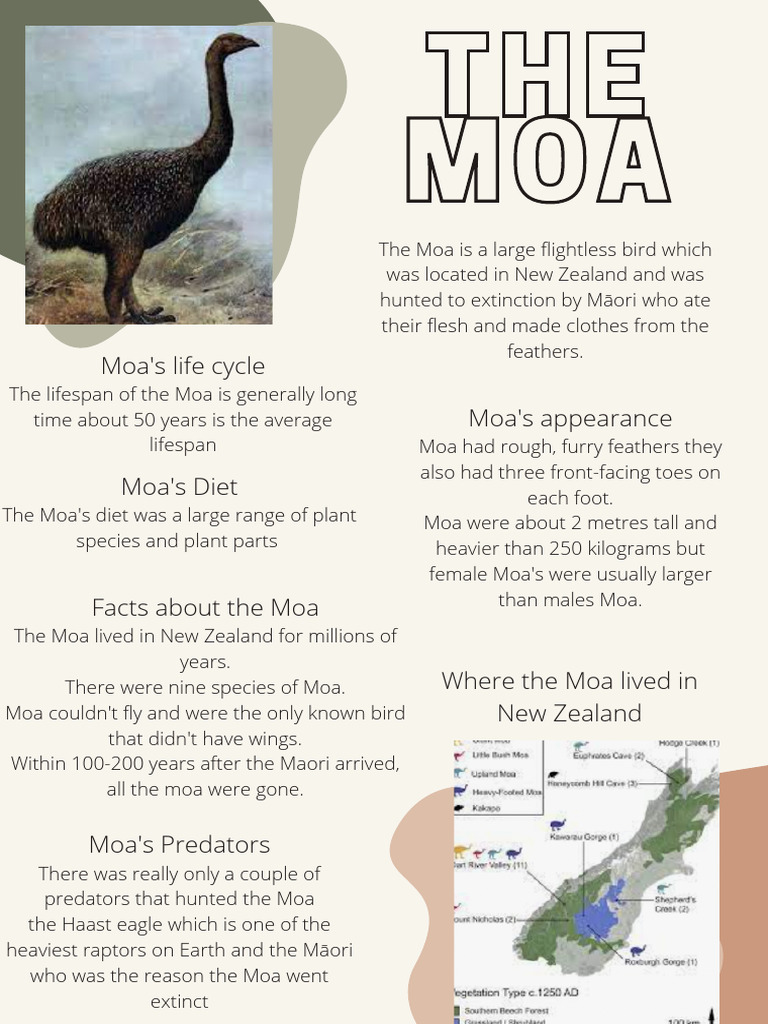 Facts About the Extinct Moa Bird | PDF