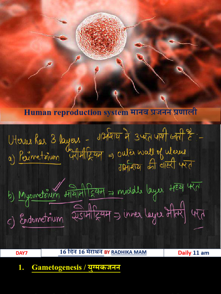 Reproductive System | PDF