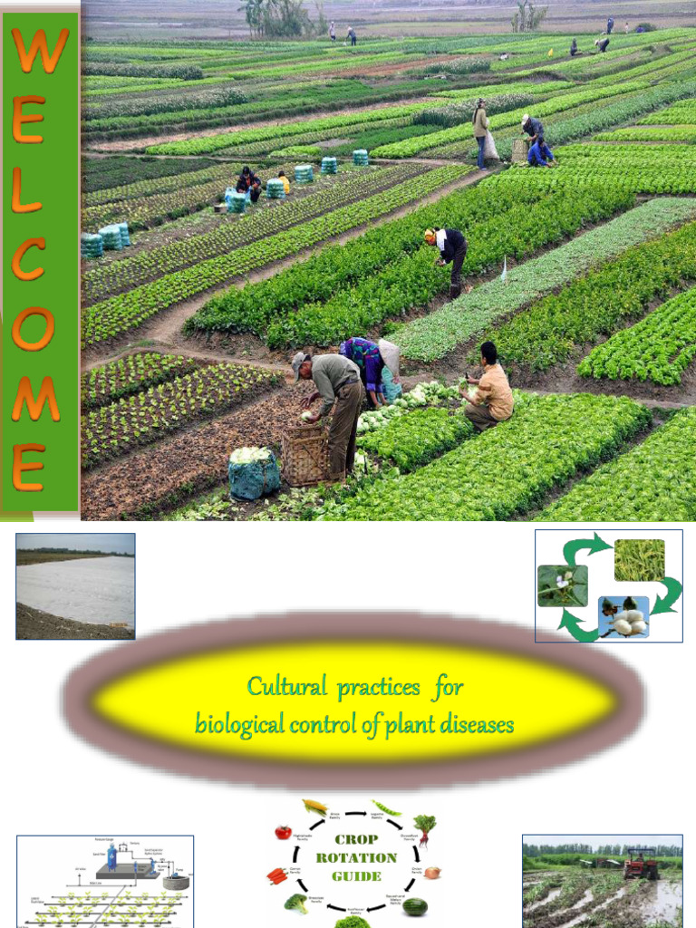 Cultural Methods for Plant Disease Control | PDF | Crop Rotation | Soil