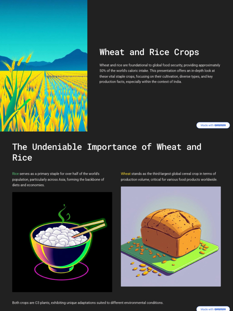 Wheat-and-Rice-Crops | PDF | Rice | Wheat
