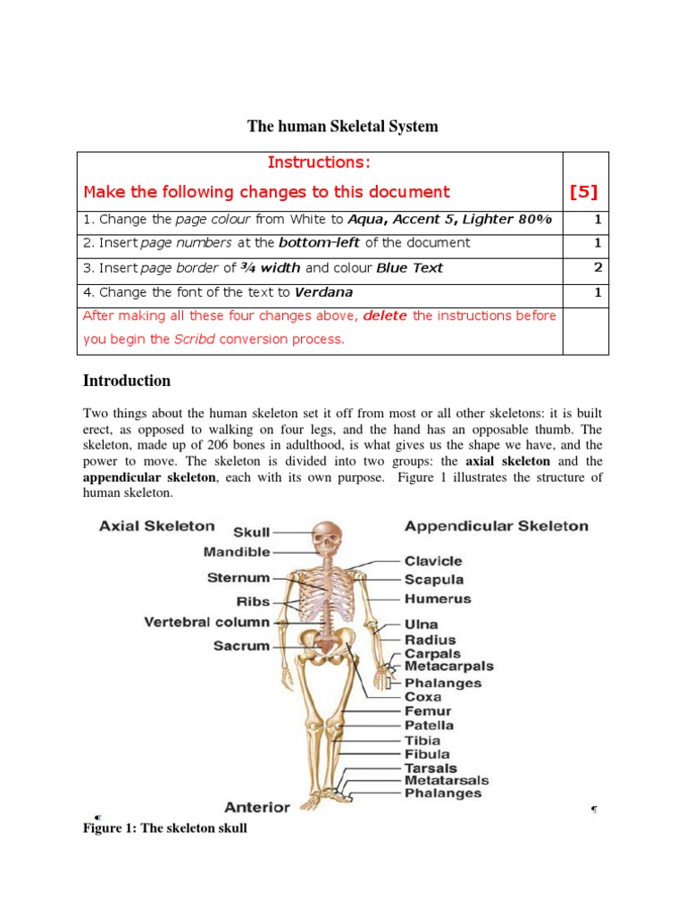 Overview of the Human Skeletal System | PDF