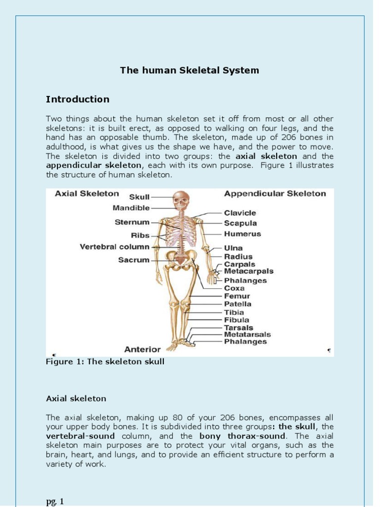 The Human Skeletal System | PDF | Vertebral Column | Skeleton