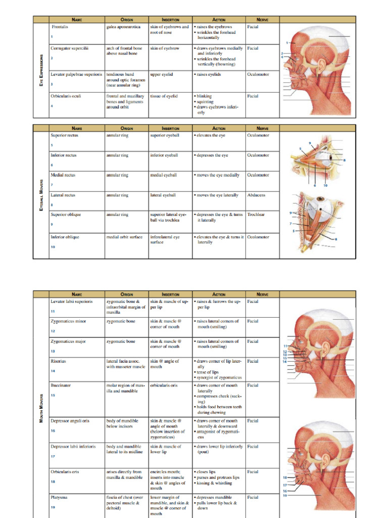 Muscles PDF | PDF