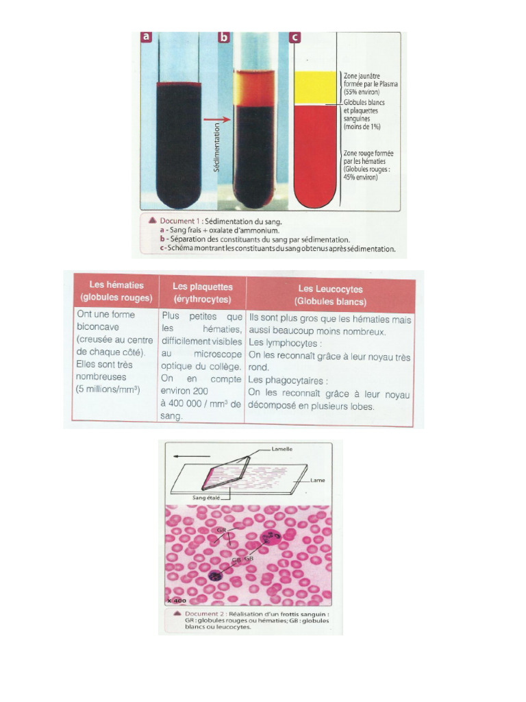 Documents Circulation 3AC SVT | PDF