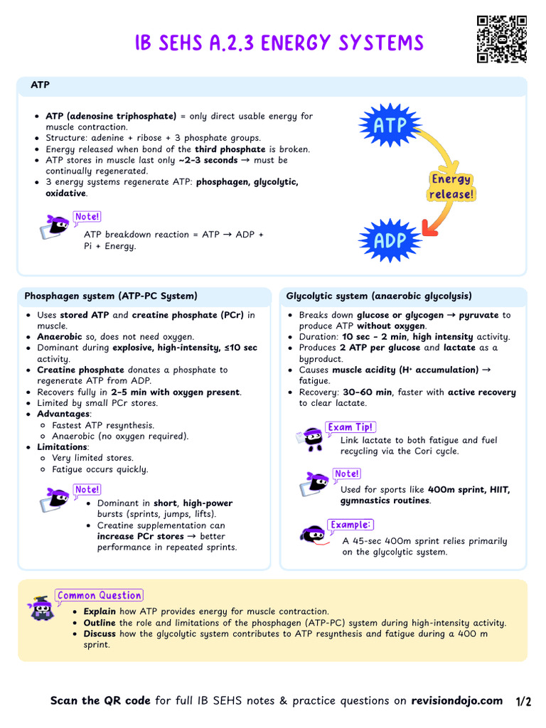 ATP Energy Systems in Muscle Activity | PDF | Adenosine Triphosphate ...
