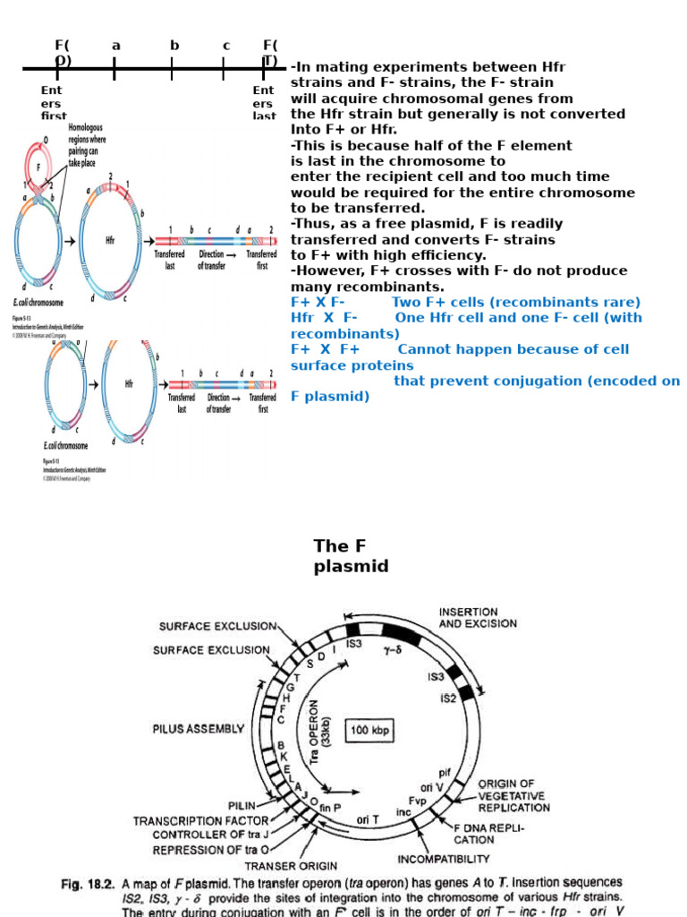 Bacterial Gene Transfer Mechanisms | PDF | Bacteriophage | Biology
