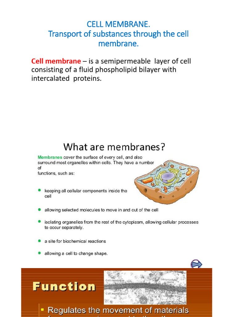 Normal Physiology. Lecture 7 (1) | PDF