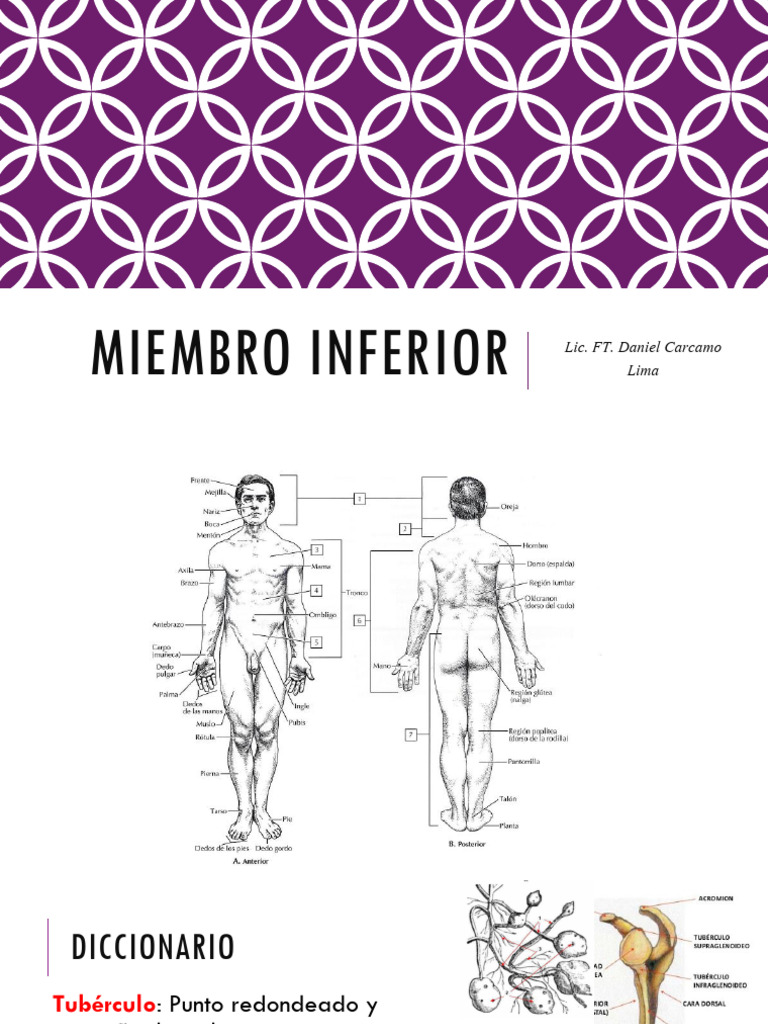Anatomía y Funciones del Miembro Inferior | PDF | Rodilla | Anatomía ...