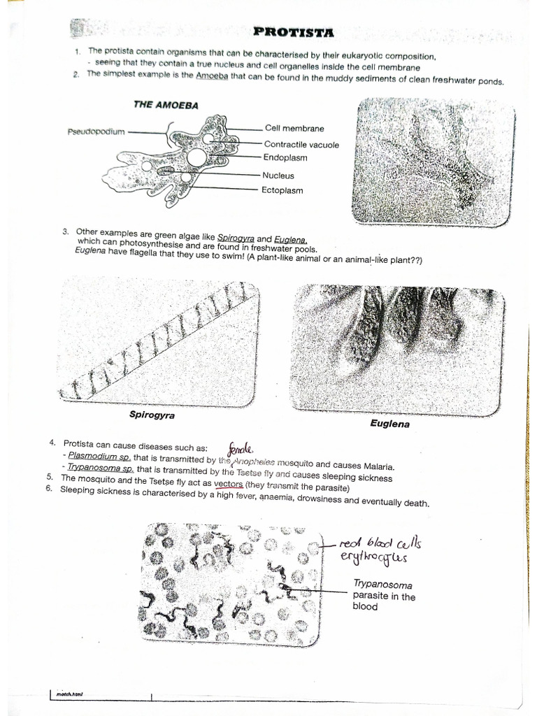 Gr11 Protista and Fungi | PDF