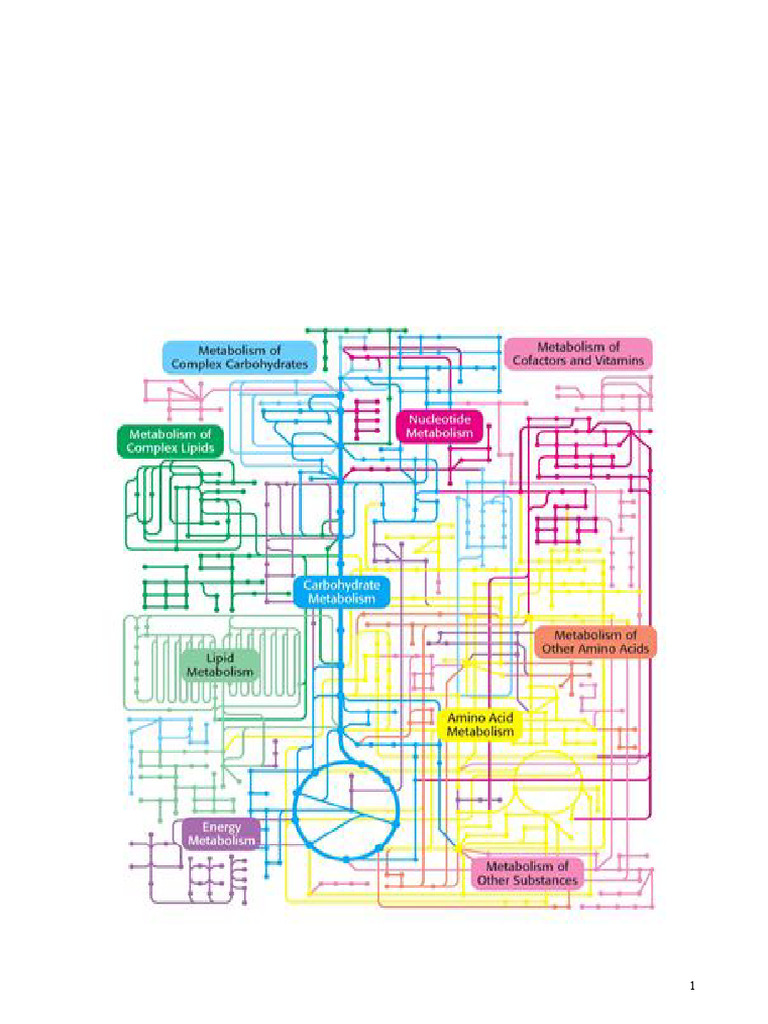 Carbohydrate Metabolism Overview | PDF | Metabolism | Metabolic Pathway