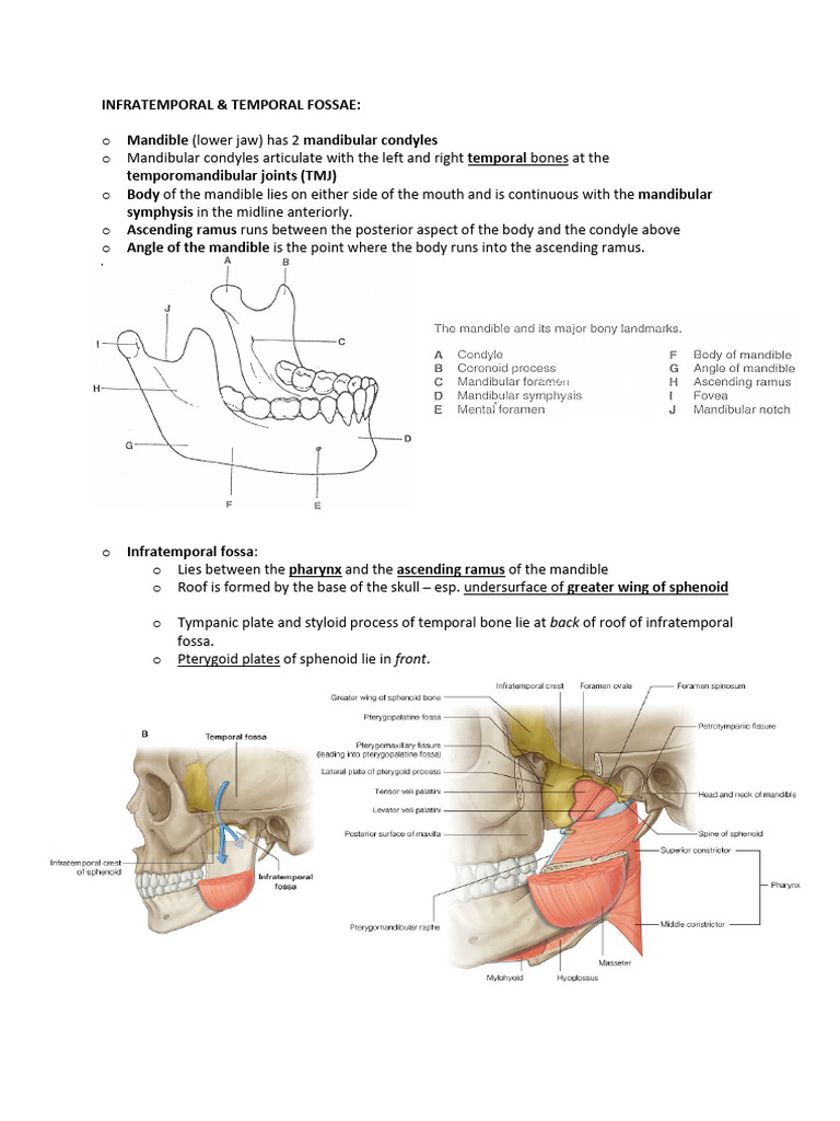 Infratemporal Fossa and Mastication Anatomy | PDF | Primate Anatomy ...
