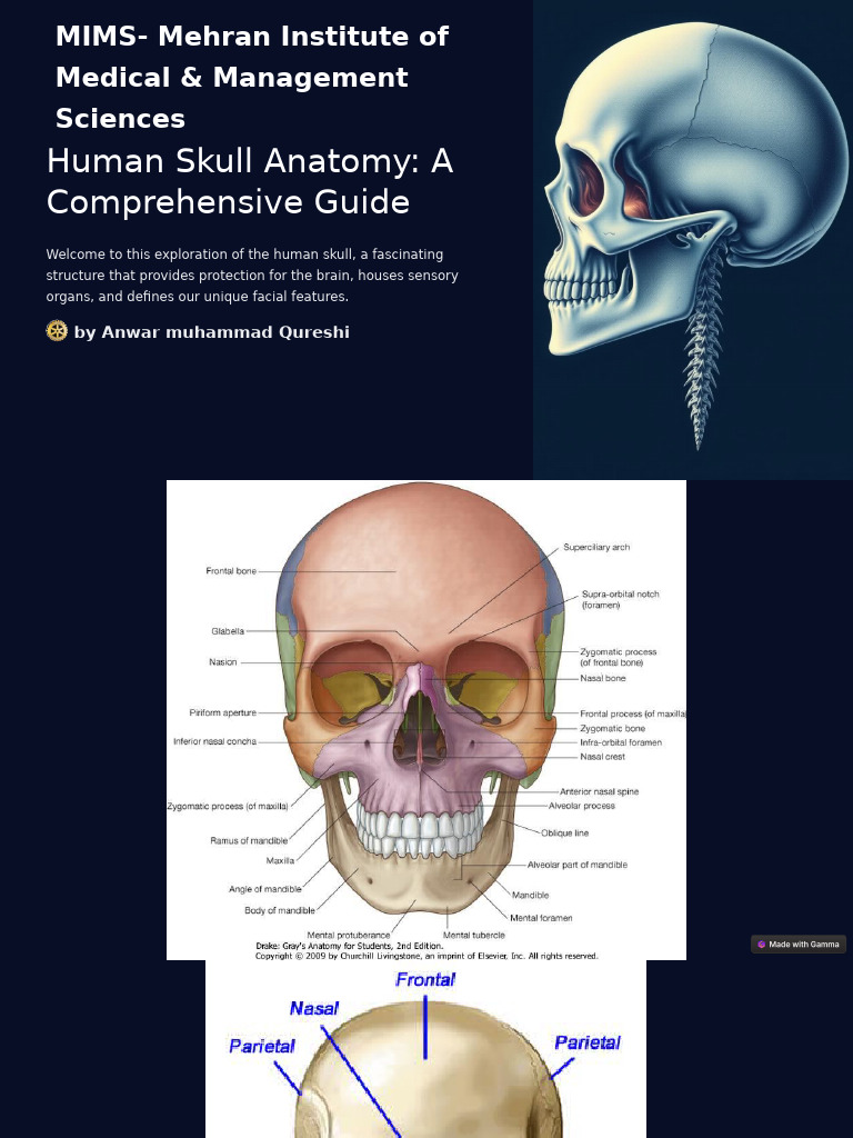 Anatomy of Human Skull | PDF | Skull | Primate Anatomy