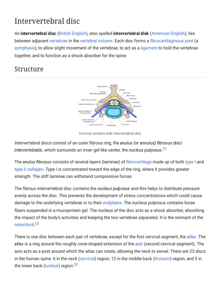 Intervertebral Disc Structure and Function | PDF | Vertebra ...
