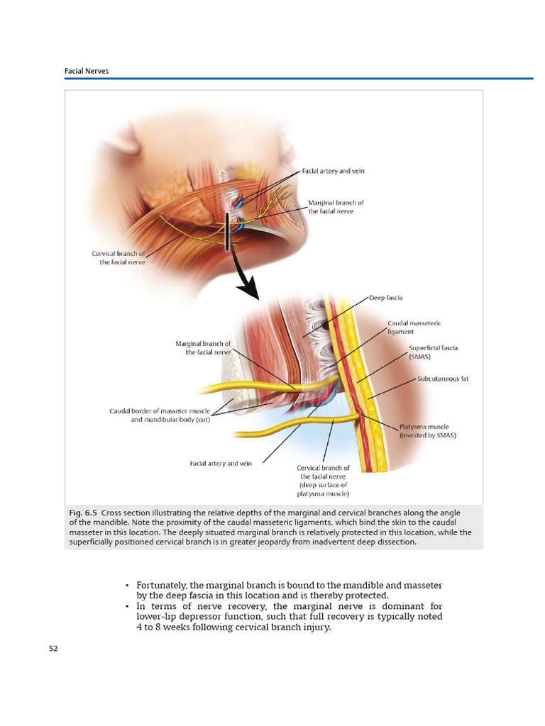 Facial Danger Zones - Cópia | PDF