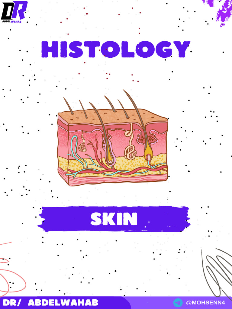Skin Histology Study Guide | PDF | Skin | Epidermis