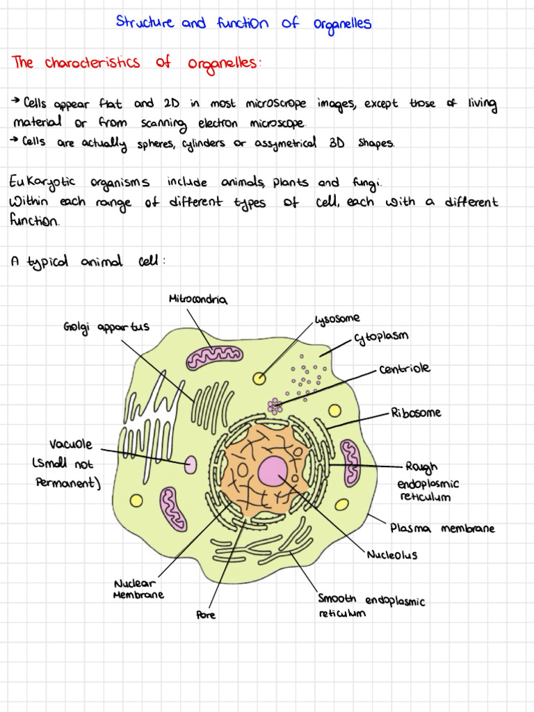 Structure And Function Of Eukaryotic Cells | PDF | Cell (Biology ...