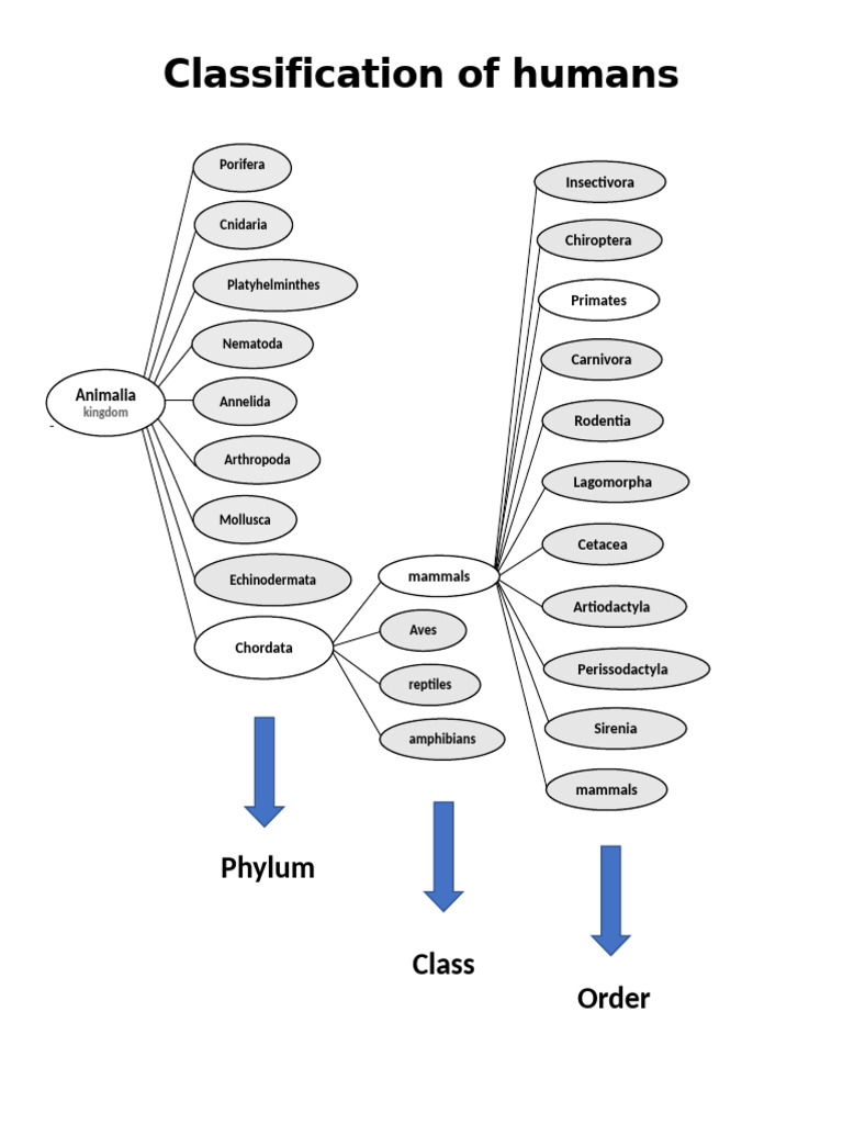 Human Classification in Animal Kingdom | PDF