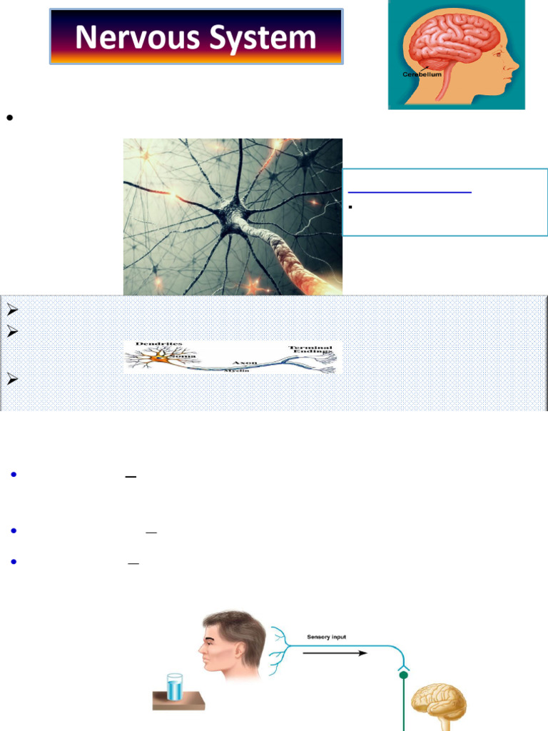 Neuroanatomy He2025 | PDF | Spinal Cord | Central Nervous System