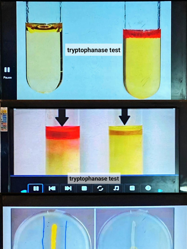 Practical Biorem Tests Pics | PDF