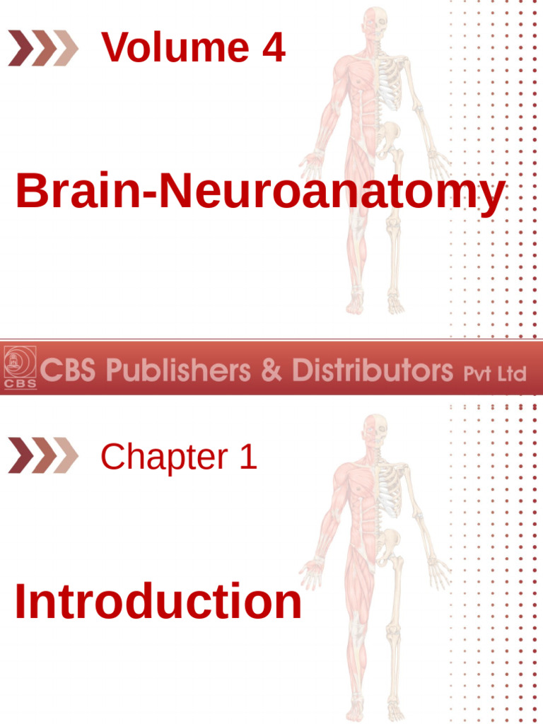Ain Neuro Anatomy | PDF | Cerebral Cortex | Central Nervous System