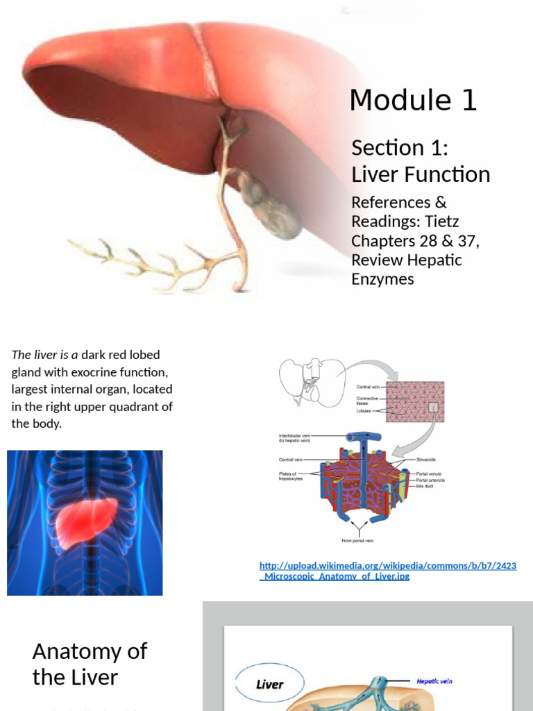 Liver Function and Bilirubin Metabolism | PDF | Liver | Hepatitis
