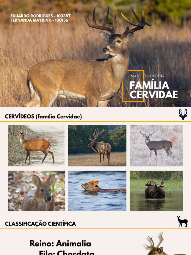 Evolução e Diversidade dos Cervídeos | PDF | Habitat