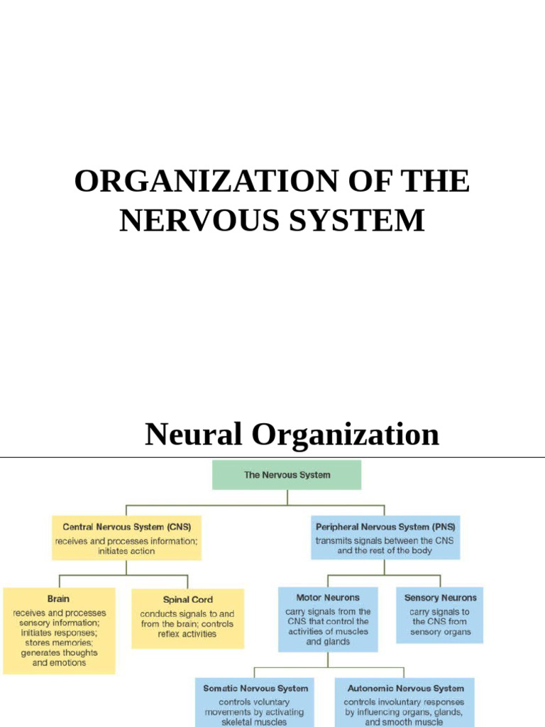 Organization of The Nervous System | PDF | Cerebrum | Brainstem