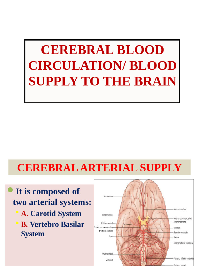 Cerebral Blood Circulation 1 | PDF | Vein | Cerebral Cortex