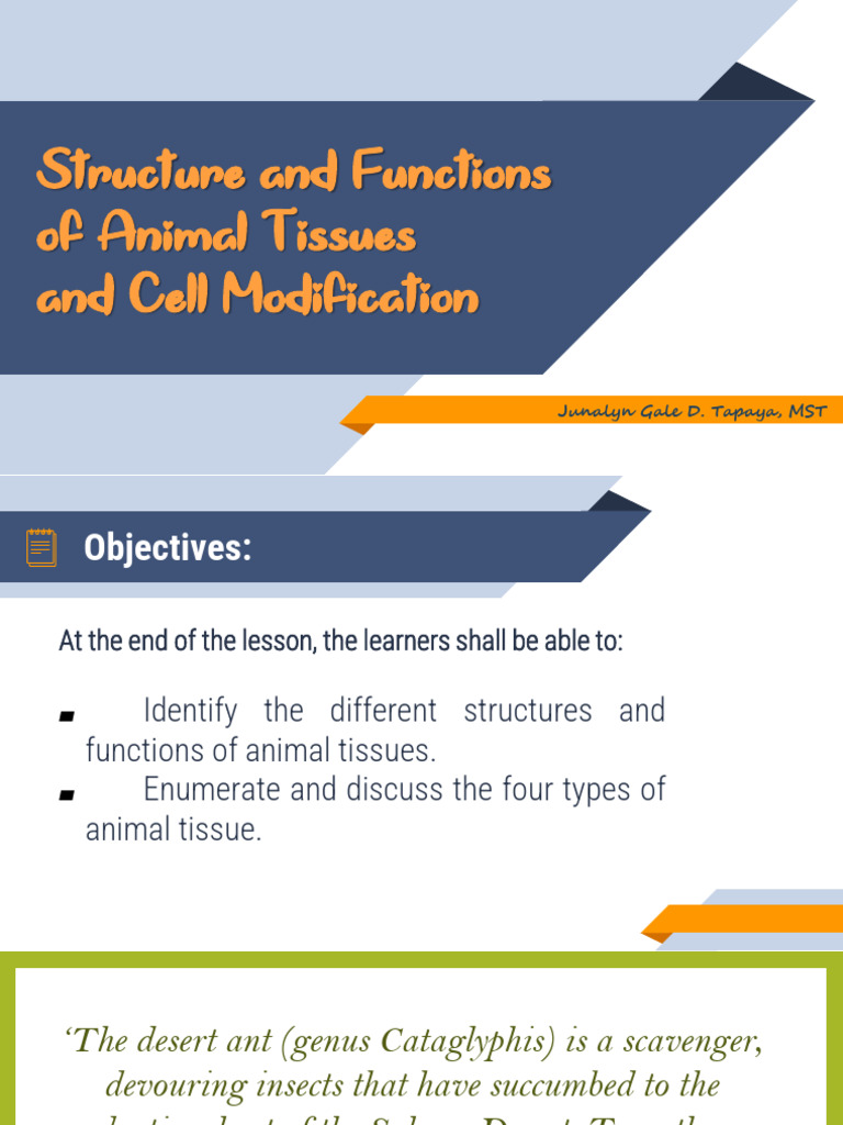 Animal Tissue and Cell Modification | PDF | Epithelium | Muscle