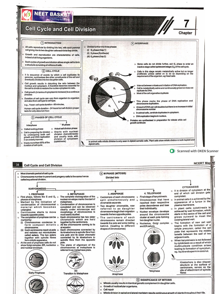 Cell Cycle and Cell Division | PDF
