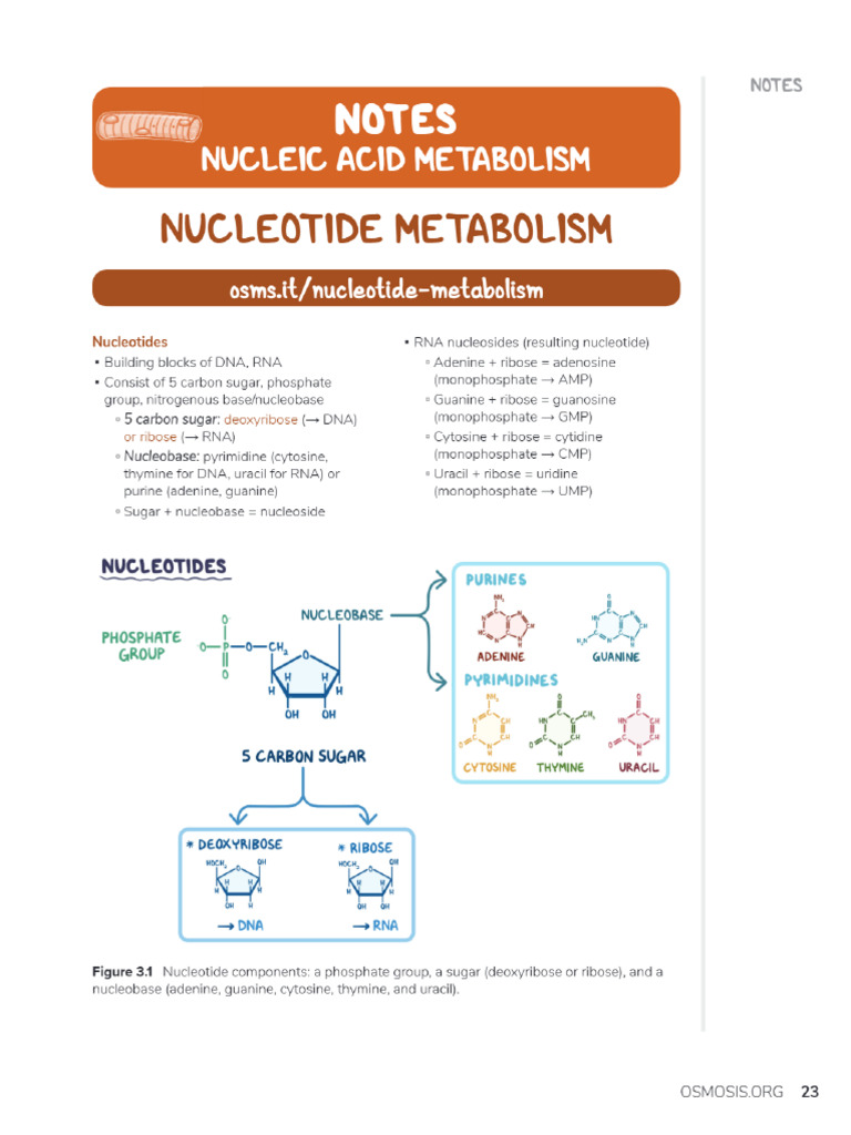 Nucleic Acid Metabolism | PDF