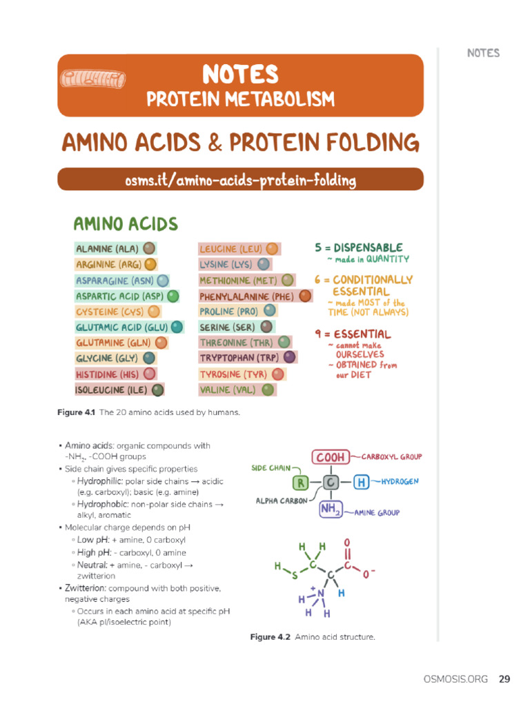 Protein Metabolism | PDF