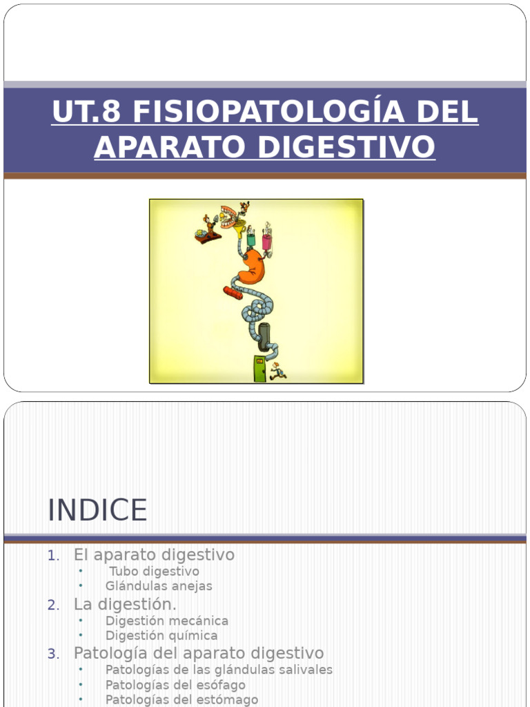 UT8 Digestivo | PDF | Digestión | Sistema digestivo humano